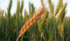 2��26�գ���ũ��Ʒ�����۸�200ָ�����������½�0.06����