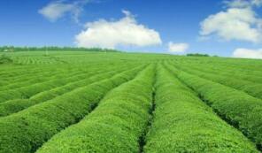 �ҹ�ɣ�ϼ����Լռȫ��75% ��˿����ռȫ��60%