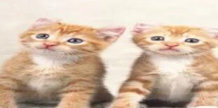 ���������罻��Ʒ����������������ֱ���㳡���罻