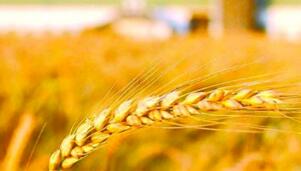 �����ų��ֹ淶�����Ź� Ҫ������ƽ̨���Ų��á�