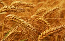 ���ϼ۸����ǣ���߱�221Ԫ/ǧ��