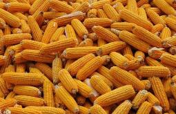 ��ʮ���塱������ʳ����ʵʩ�����������ж���