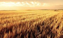 ũҵũ�岿��2025����ʳ�ܲ�������1.4���ڽ�̨��