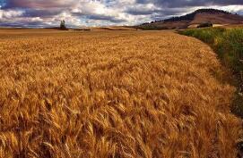 2020��ȫ��ũҵ����ز�ҵ����ֵ��16.69���� ռGDP����16.47%