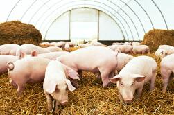 �Ĵ������ֹ���վ����°���Ͷ�� ��������������ġ���оƬ��