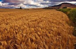 �۽�֧��ũҵũ�巢չ ɽ���ڶ��������嵥�Ƴ�6����ʵ�ٴ�