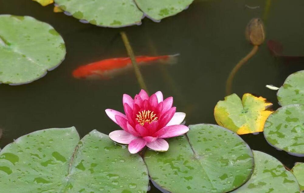 �������������� Сѩ���˶����ô��г�